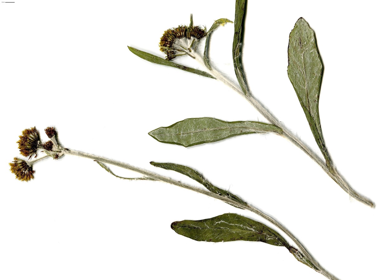 Tephroseris helenitis subsp. helenitis var. discoidea (Asteraceae)